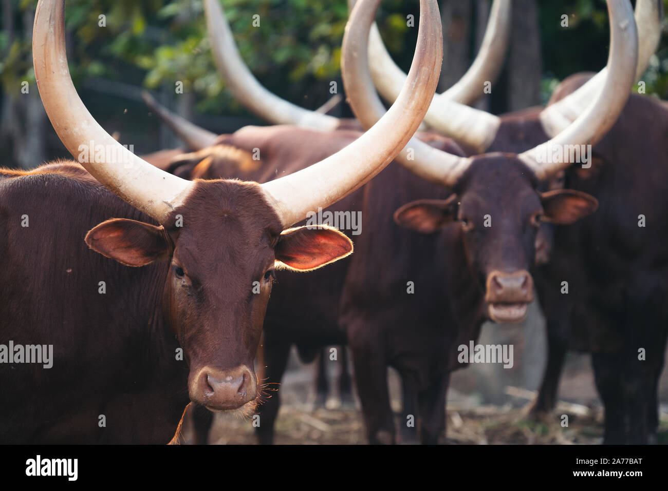 herd of ankole watusi cattle in zoo Stock Photo