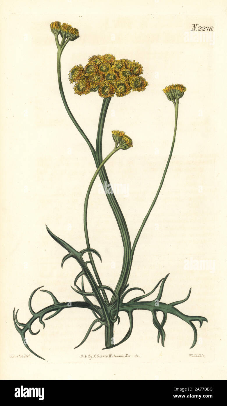 African daisy, Lonas annua (Annual athanasia, Athanasia annua). Handcoloured copperplate engraving by Weddell after an illustration by John Curtis from Samuel Curtis's 'Botanical Magazine,' London, 1821. Stock Photo
