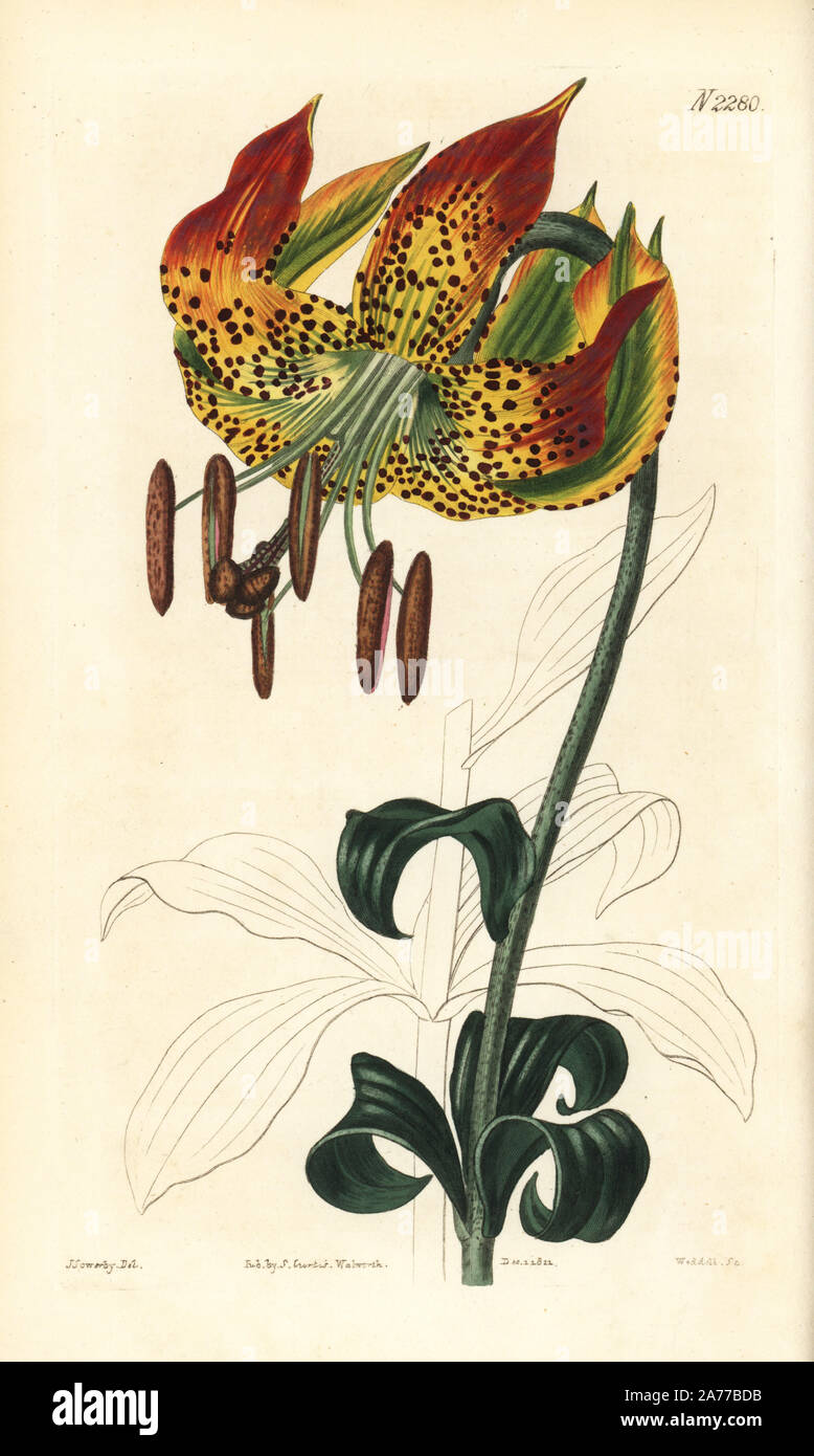 Carolina lily, Lilium michauxii (Carolina martagon lily, Lilium carolinianum). Handcoloured copperplate engraving by Weddell after an illustration by James Sowerby from Samuel Curtis's 'Botanical Magazine,' London, 1821. Stock Photo