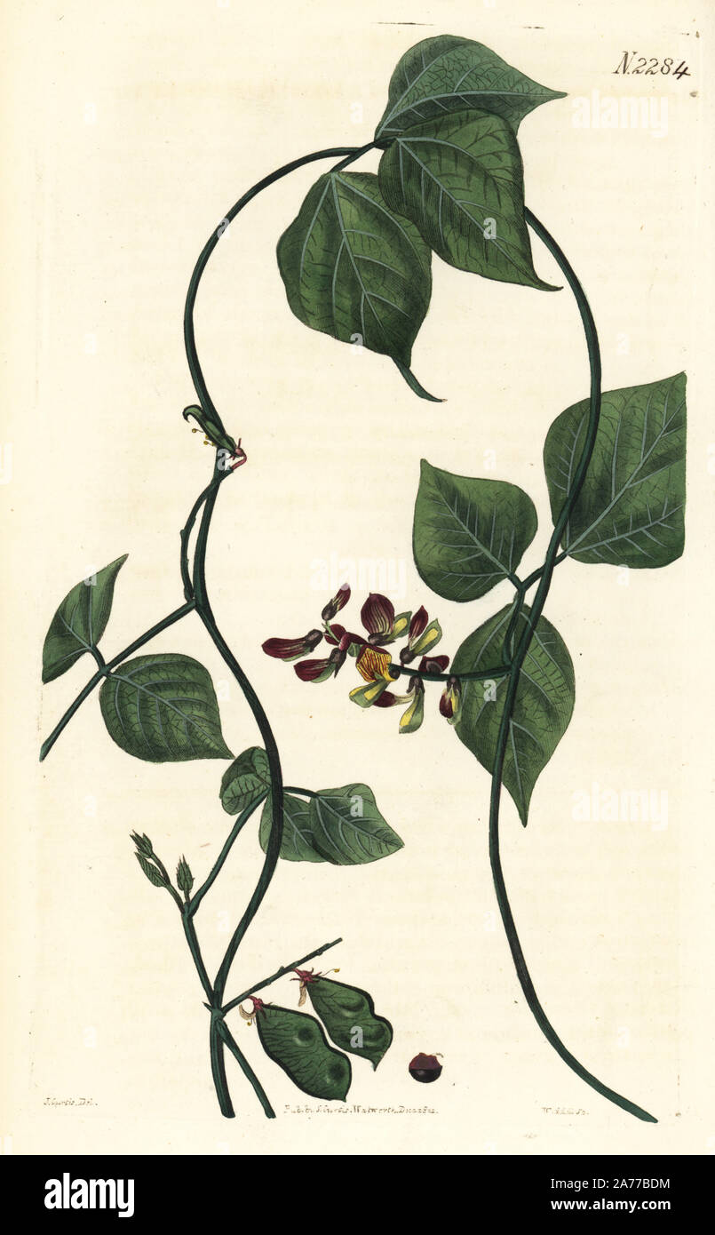 Piule, Rhynchosia phaseoloides (Lesser red-bead glycine, Glycine phaseoloides). Handcoloured copperplate engraving by Weddell after an illustration by John Curtis from Samuel Curtis's 'Botanical Magazine,' London, 1821. Stock Photo