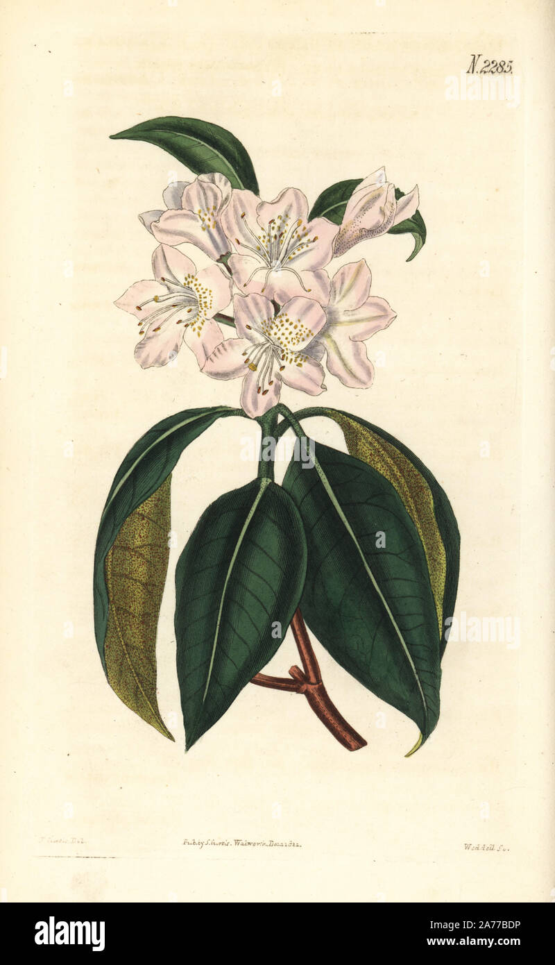 Carolina rhododendron, Rhododendron carolinianum (Carolina dotted-leaved rhododendron, Rhododendron punctatum). Handcoloured copperplate engraving by Weddell after an illustration by John Curtis from Samuel Curtis's 'Botanical Magazine,' London, 1821. Stock Photo