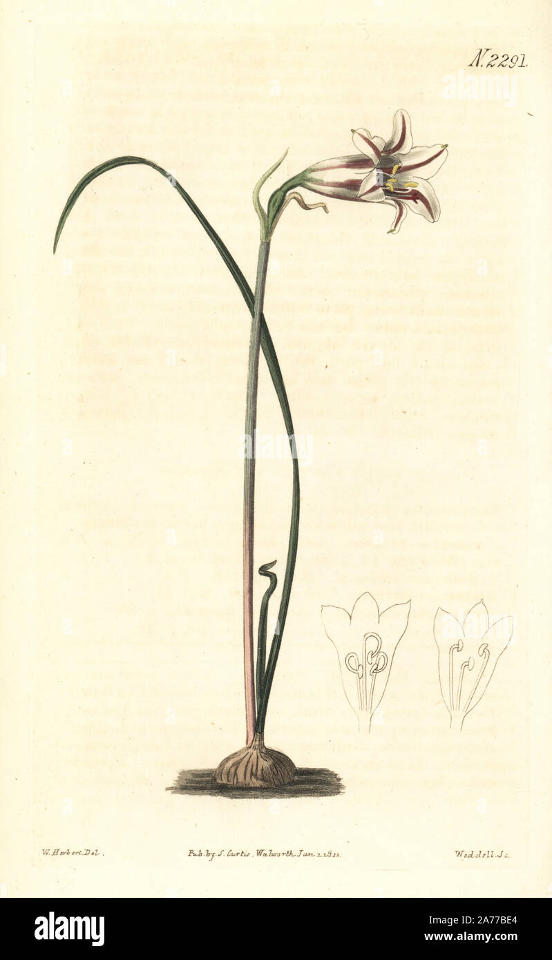 Cyrtanthus clavatus, amaryllis lily (Striped flowered gastronema, Gastronema clavatum). Handcoloured copperplate engraving by Weddell after an illustration by William Herbert from Samuel Curtis's 'Botanical Magazine,' London, 1822. Stock Photo