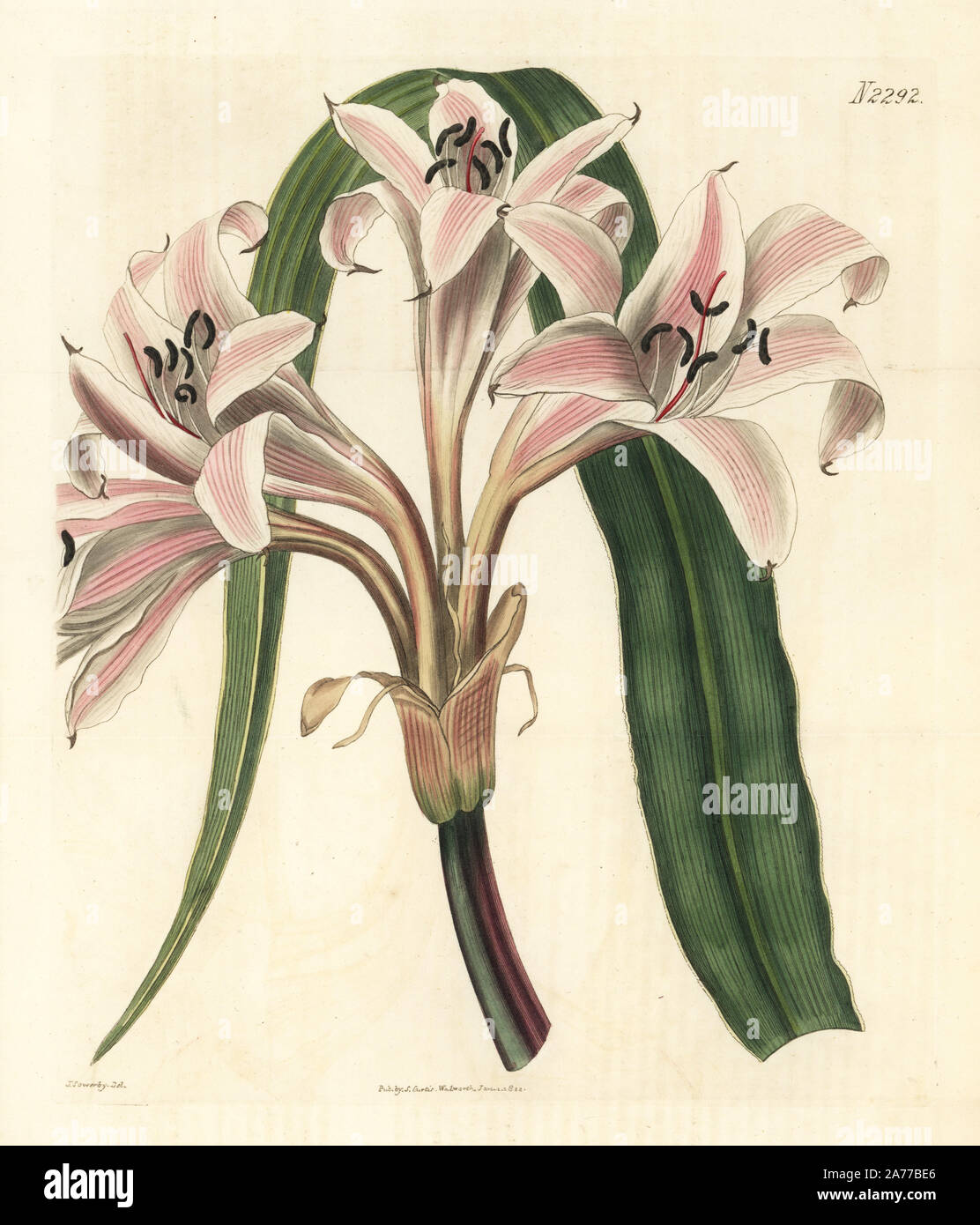Pink striped trumpet lily, Crinum latifolium (Molucca crinum, Crinum moluccanum). Handcoloured copperplate engraving by Weddell after an illustration by James Sowerby from Samuel Curtis's 'Botanical Magazine,' London, 1822. Stock Photo