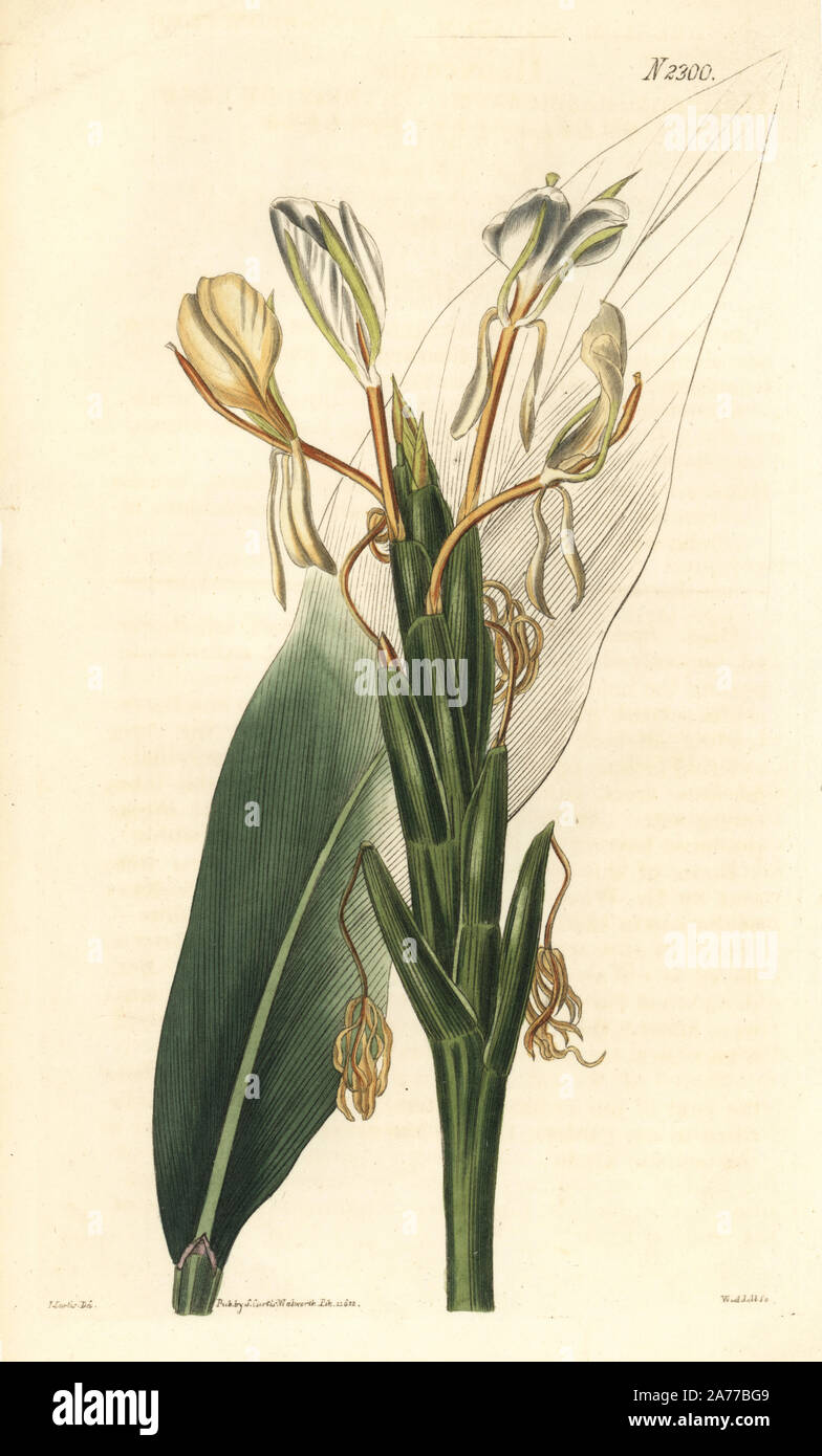Spiked ginger lily or spike-flowered hedychium, Hedychium spicatum. Handcoloured copperplate engraving by Weddell after an illustration by John Curtis from Samuel Curtis's 'Botanical Magazine,' London, 1822. Stock Photo