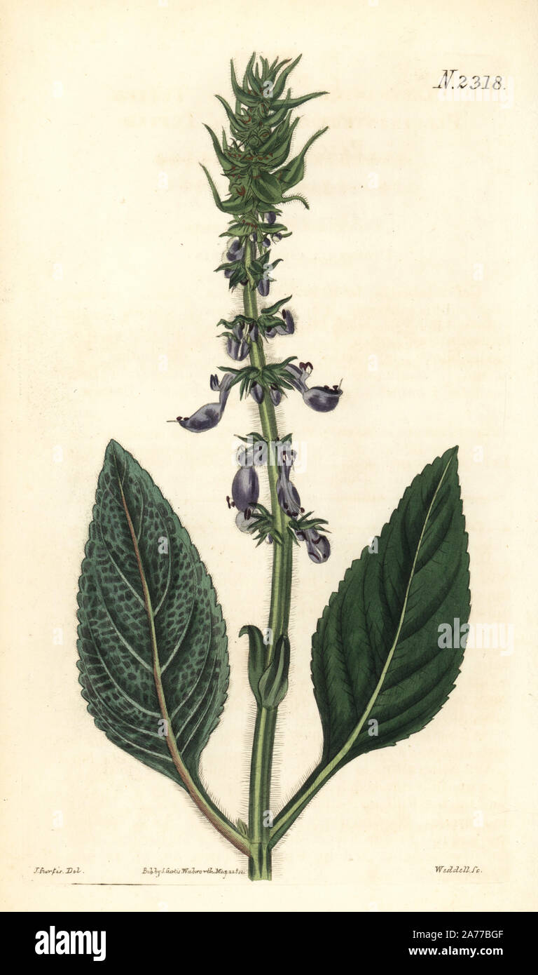 Indian coleus, Plectranthus barbatus (Tufted plectranthus, Plectranthus comosus). Handcoloured copperplate engraving by Weddell after an illustration by John Curtis from Samuel Curtis's "Botanical Magazine," London, 1822. Stock Photo