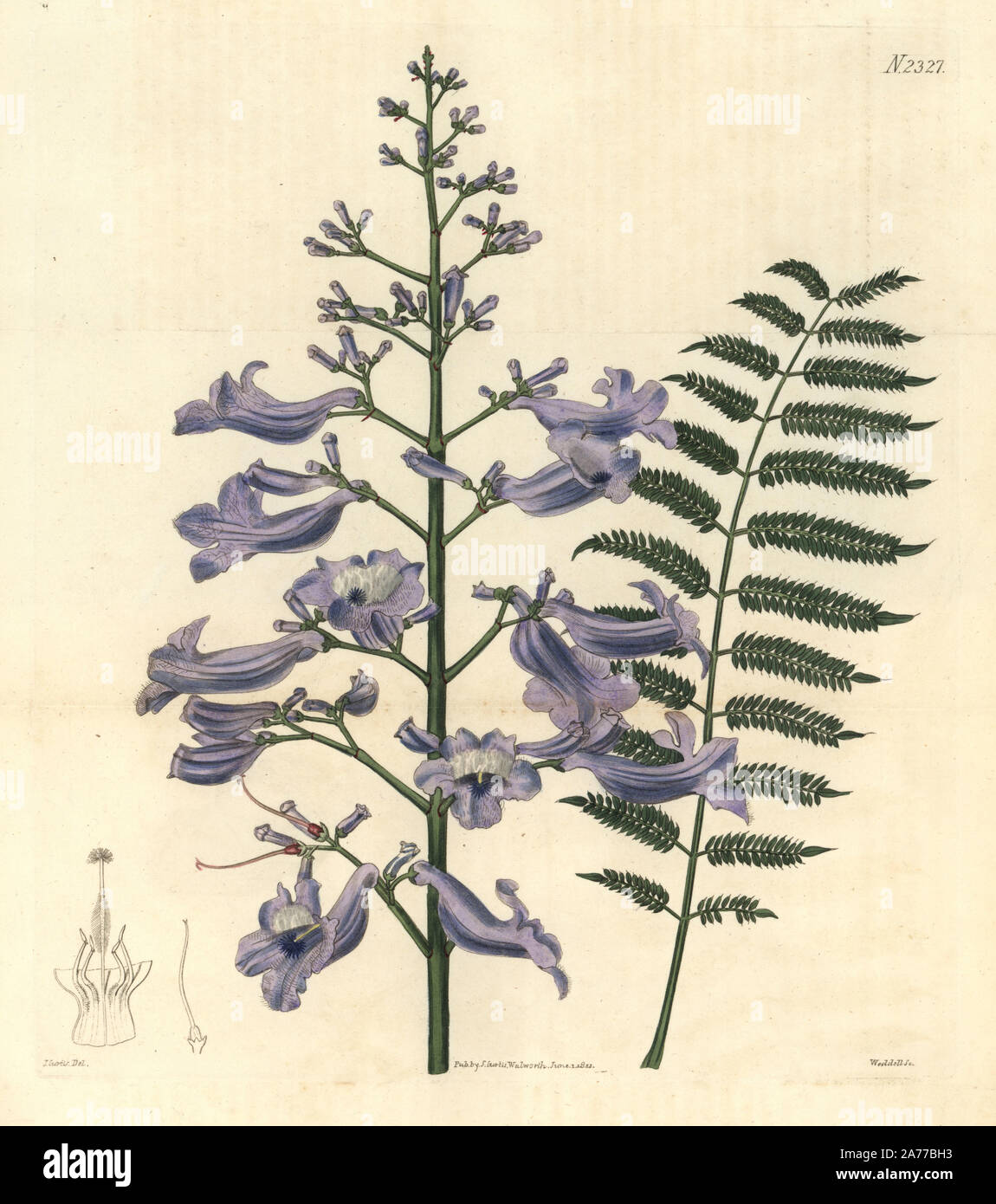 Trinidad fern tree, Jacaranda mimosifolia (Oval leaved jacaranda, Jacaranda ovalifolia). Handcoloured copperplate engraving by Weddell after an illustration by John Curtis from Samuel Curtis's 'Botanical Magazine,' London, 1822. Stock Photo