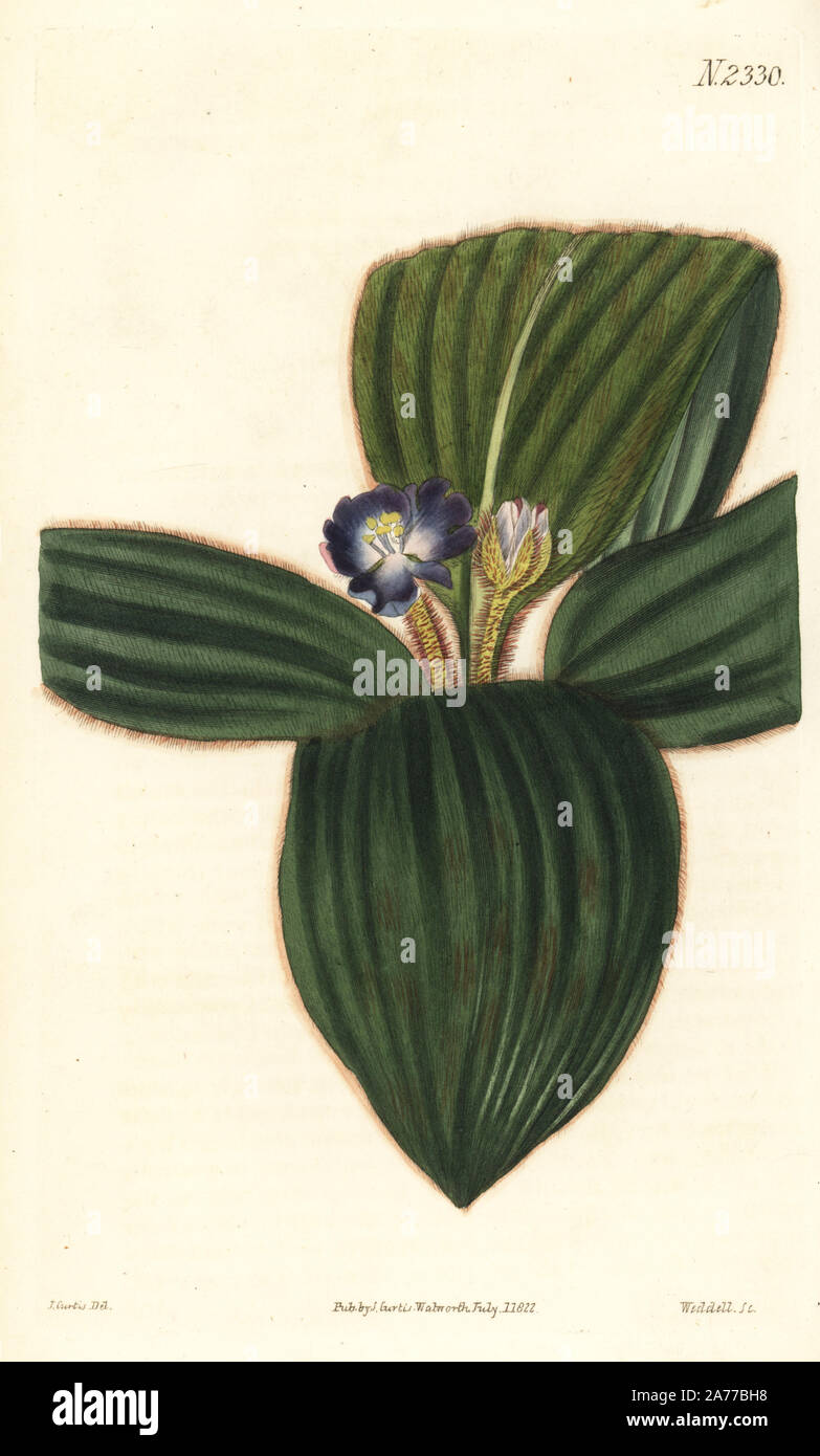 Brown spiderwort or bears ears, Siderasis fuscata (Stemless spiderwort, Tradescantia fuscata). Handcoloured copperplate engraving by Weddell after an illustration by John Curtis from Samuel Curtis's 'Botanical Magazine,' London, 1822. Stock Photo