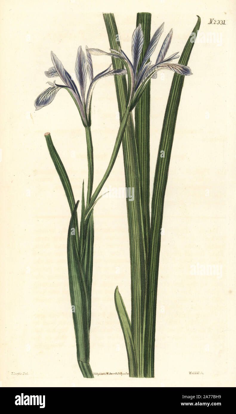 Iris oxypetala (Pallas' Chinese iris, Iris pallasii chinensis). Handcoloured copperplate engraving by Weddell after an illustration by John Curtis from Samuel Curtis's 'Botanical Magazine,' London, 1822. Stock Photo