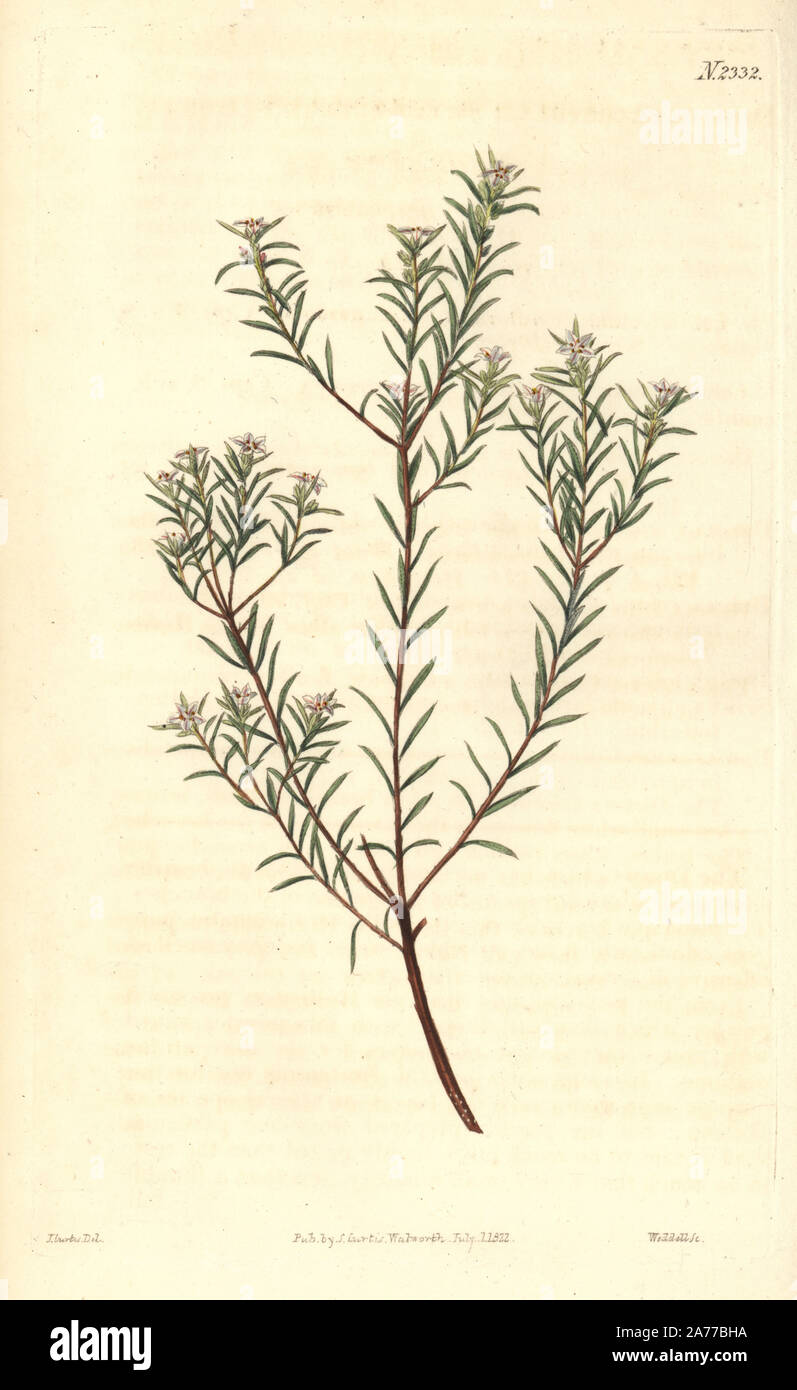 Wild buchu, Diosma hirsuta (Sweet scented diosma, Diosma ericoides). Handcoloured copperplate engraving by Weddell after an illustration by John Curtis from Samuel Curtis's 'Botanical Magazine,' London, 1822. Stock Photo