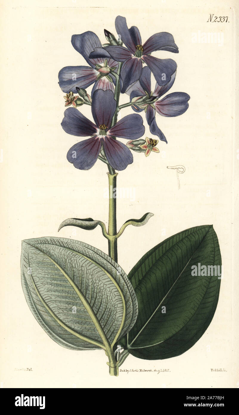 Silverleafed princess flower, Tibouchina heteromalla (Wooly leaved melastoma, Melastoma heteromalla). Handcoloured copperplate engraving by Weddell after an illustration by John Curtis from Samuel Curtis's 'Botanical Magazine,' London, 1822. Stock Photo