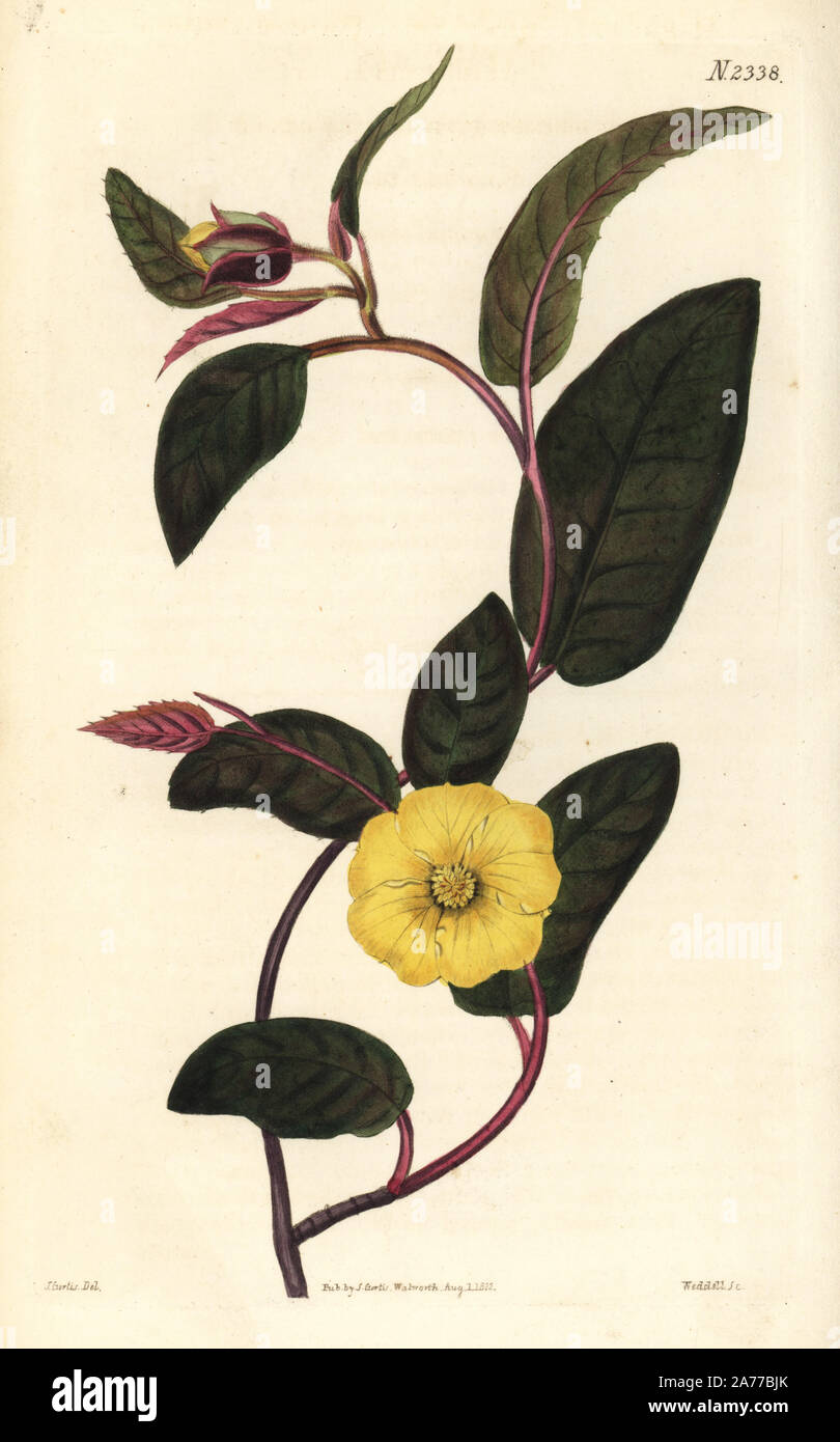 Toothed guinea flower or brown leaved hibbertia, Hibbertia dentata. Handcoloured copperplate engraving by Weddell after an illustration by John Curtis from Samuel Curtis's 'Botanical Magazine,' London, 1822. Stock Photo