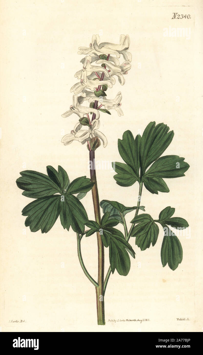 Corydalis cava (White hollow rooted fumitory, Fumaria cava var. albiflora). Handcoloured copperplate engraving by Weddell after an illustration by John Curtis from Samuel Curtis's 'Botanical Magazine,' London, 1822. Stock Photo