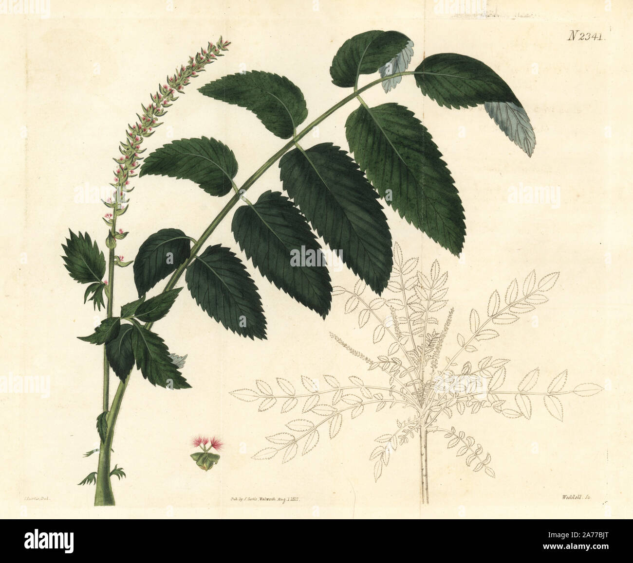 Smooth shrubby burnet, Bencomia caudata (Poterium caudatum). Handcoloured copperplate engraving by Weddell after an illustration by John Curtis from Samuel Curtis's 'Botanical Magazine,' London, 1822. Stock Photo