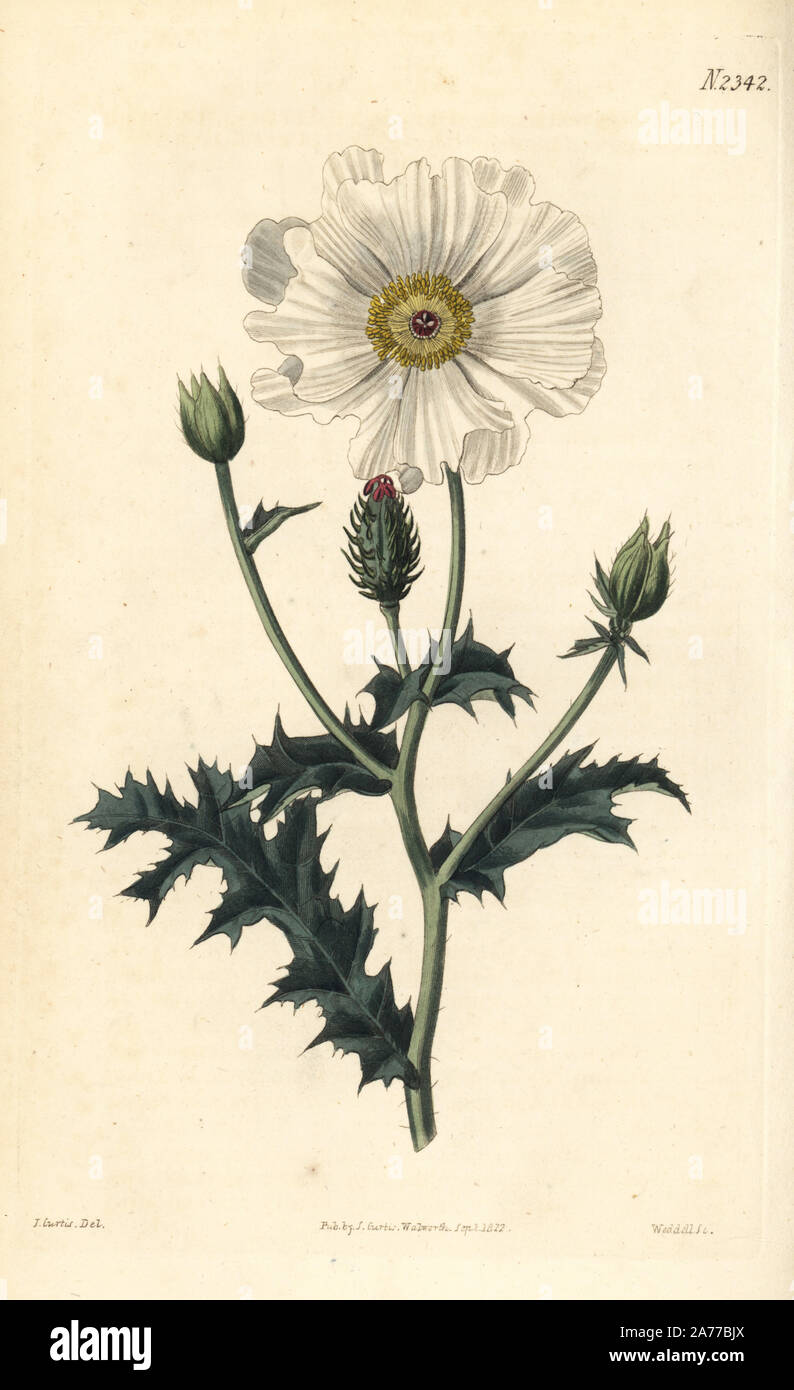 White prickly poppy or white-flowered argemone, Argemone albiflora. Handcoloured copperplate engraving by Weddell after an illustration by John Curtis from Samuel Curtis's 'Botanical Magazine,' London, 1822. Stock Photo