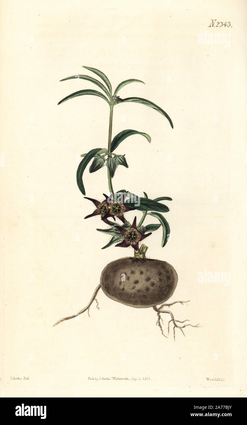 Tuberous rooted brachystelma, Brachystelma tuberosum (Brachystelma tuberosa). Handcoloured copperplate engraving by Weddell after an illustration by John Curtis from Samuel Curtis's 'Botanical Magazine,' London, 1822. Stock Photo