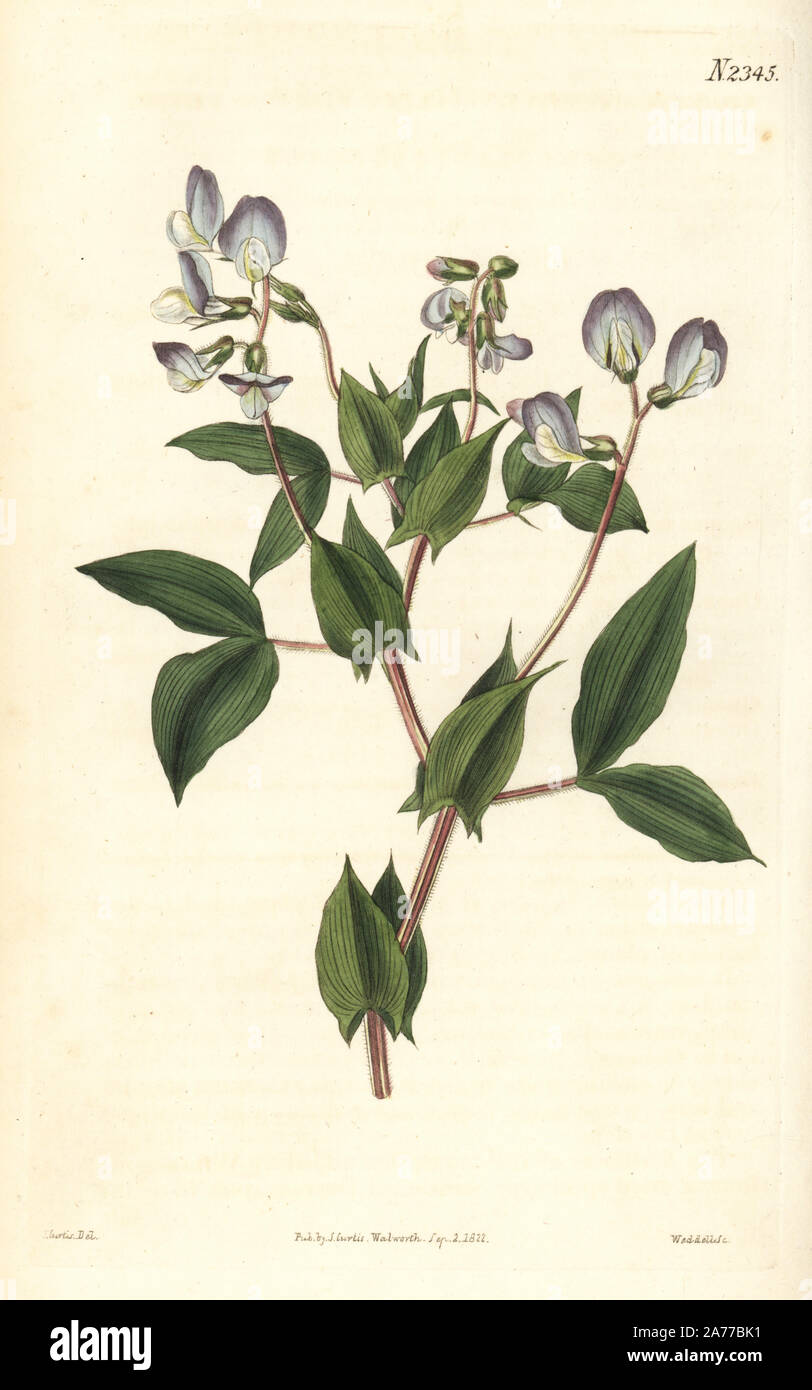 Lathyrus laxiflorus (Hairy bittervetch, Orobus hirsutus). Handcoloured copperplate engraving by Weddell after an illustration by John Curtis from Samuel Curtis's 'Botanical Magazine,' London, 1822. Stock Photo