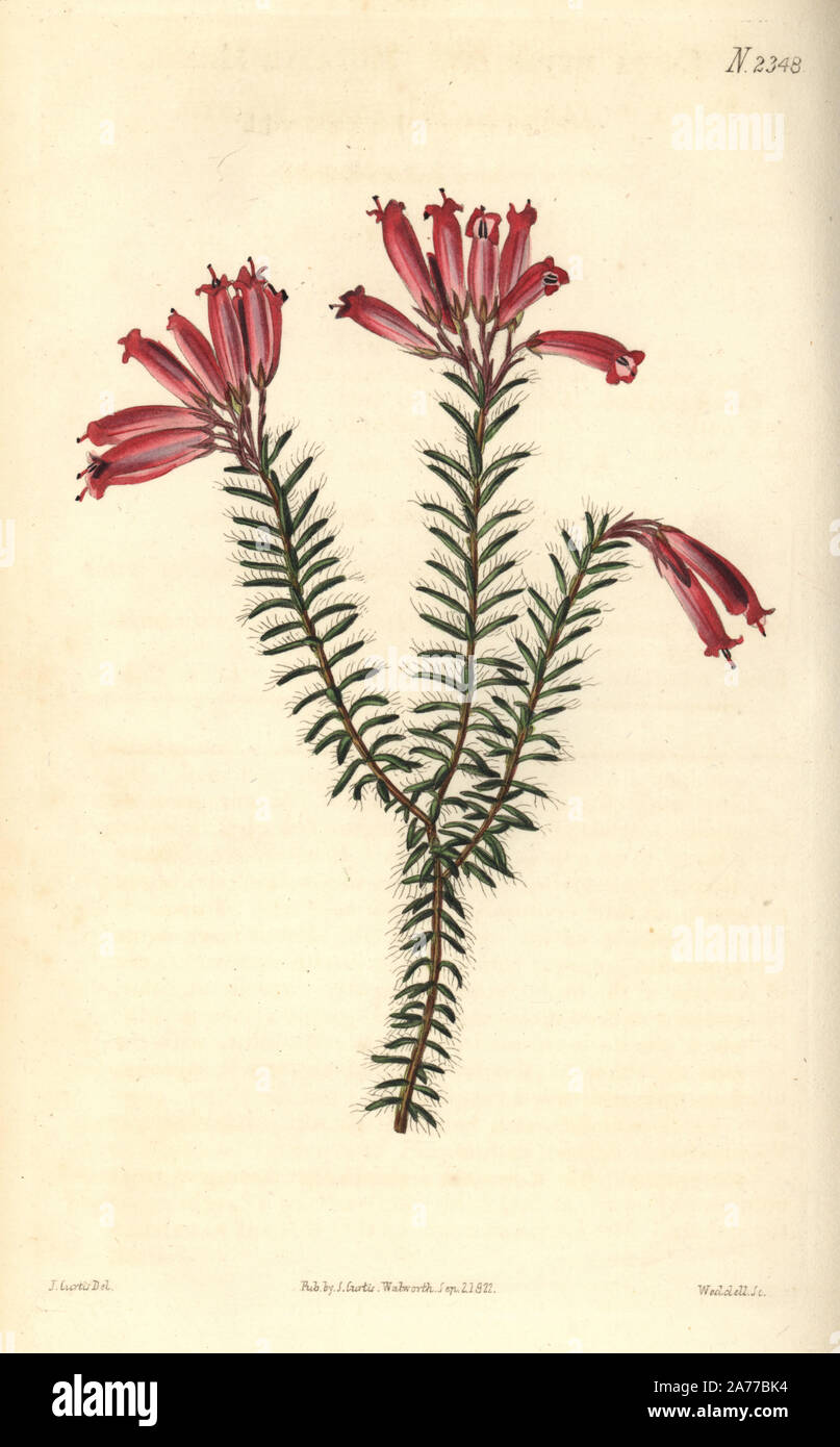 Blood red heath, Erica cruenta (Mutable heath, Erica mutabilis). Handcoloured copperplate engraving by Weddell after an illustration by John Curtis from Samuel Curtis's 'Botanical Magazine,' London, 1822. Stock Photo