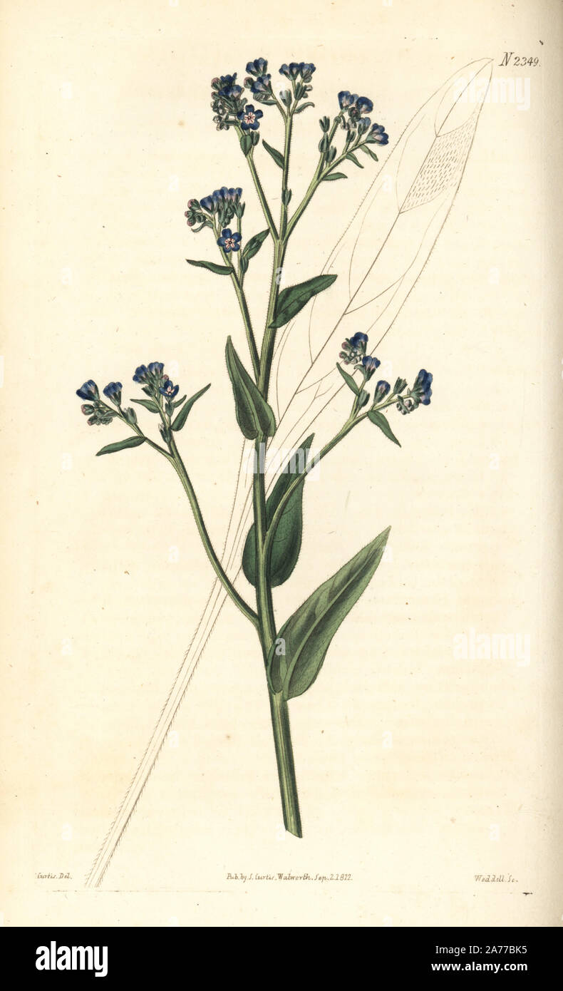 Barrelier's bugloss, Anchusa barrelieri. Handcoloured copperplate engraving by Weddell after an illustration by John Curtis from Samuel Curtis's 'Botanical Magazine,' London, 1822, Stock Photo