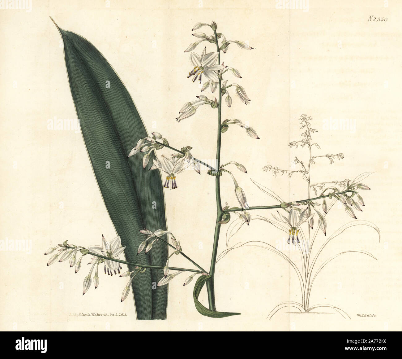 New Zealand rock lily or broad-leaved arthropodium, Arthropodium cirrhatum. Handcoloured copperplate engraving by Weddell after an illustration by John Curtis from Samuel Curtis's 'Botanical Magazine,' London, 1822. Stock Photo