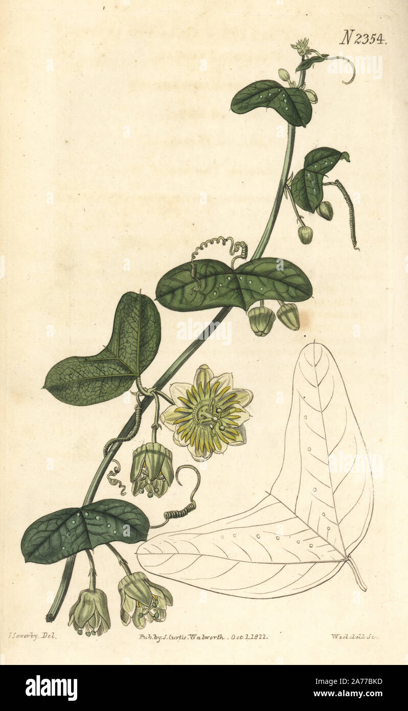 Passiflora biflora (Crescent-leaved passionflower, Passiflora lunata). Handcoloured copperplate engraving by Weddell after an illustration by James Sowerby from Samuel Curtis's 'Botanical Magazine,' London, 1822. Stock Photo