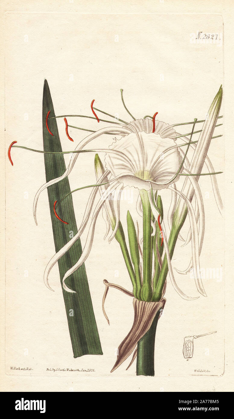 Beach spider lily or seashore hymenocallis, Hymenocallis littoralis, brought from Mexico. Handcoloured copperplate engraving by Weddell after an illustration by William Herbert from Samuel Curtis's 'Botanical Magazine,' London, 1826. Stock Photo