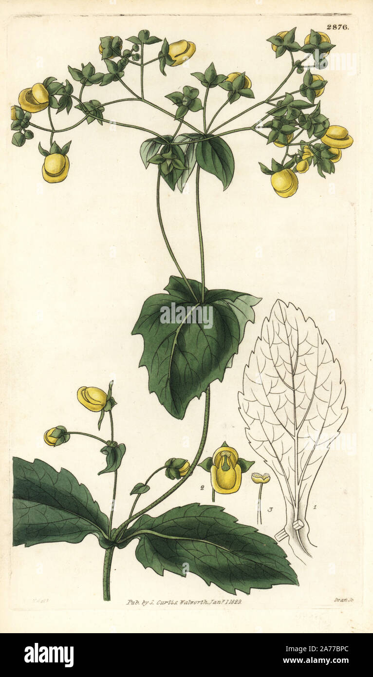 Calceolaria petioalaris (Connate-leaved slipperwort, Calceolaria connata), native to the Andes, South America. Handcoloured copperplate engraving by Swan after an illustration by William Jackson Hooker from Samuel Curtis's 'Botanical Magazine,' London, 1829. Stock Photo