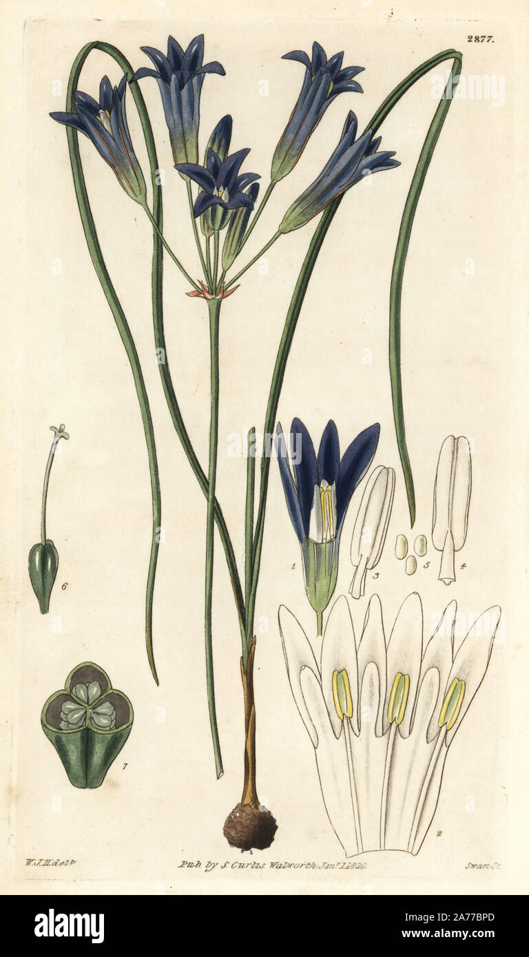 Crown brodiaea, Brodiaea coronaria (Large flowered brodiaea, Brodiaea grandiflora). Handcoloured copperplate engraving by Swan after an illustration by William Jackson Hooker from Samuel Curtis's 'Botanical Magazine,' London, 1829. Stock Photo