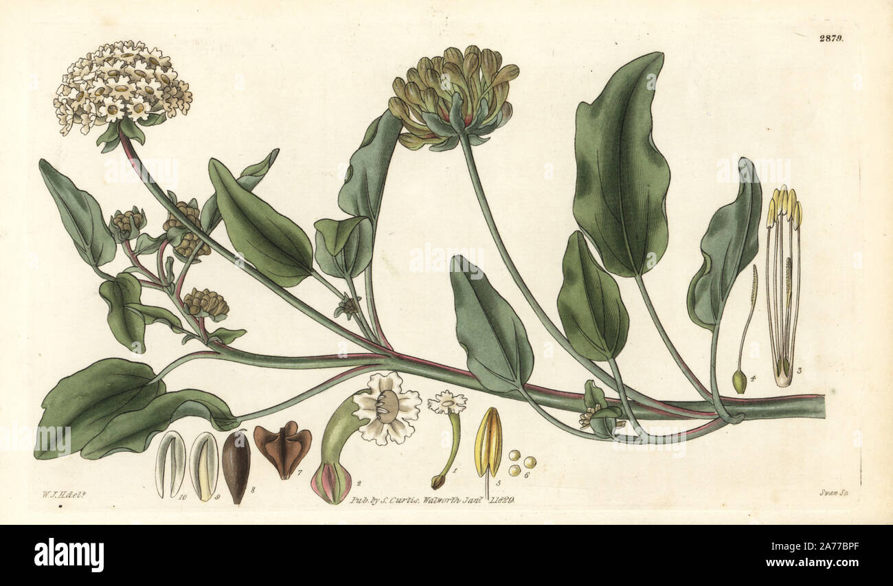 White sand verbena or honey-smelling abronia, Abronia mellifera. Handcoloured copperplate engraving by Swan after an illustration by William Jackson Hooker from Samuel Curtis's 'Botanical Magazine,' London, 1829. Stock Photo