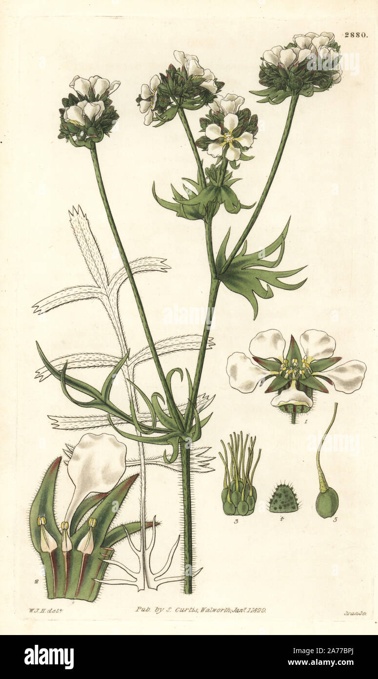 Tufted flowered horkelia, Horkelia congesta. Handcoloured copperplate engraving by Swan after an illustration by William Jackson Hooker from Samuel Curtis's 'Botanical Magazine,' London, 1829. Stock Photo