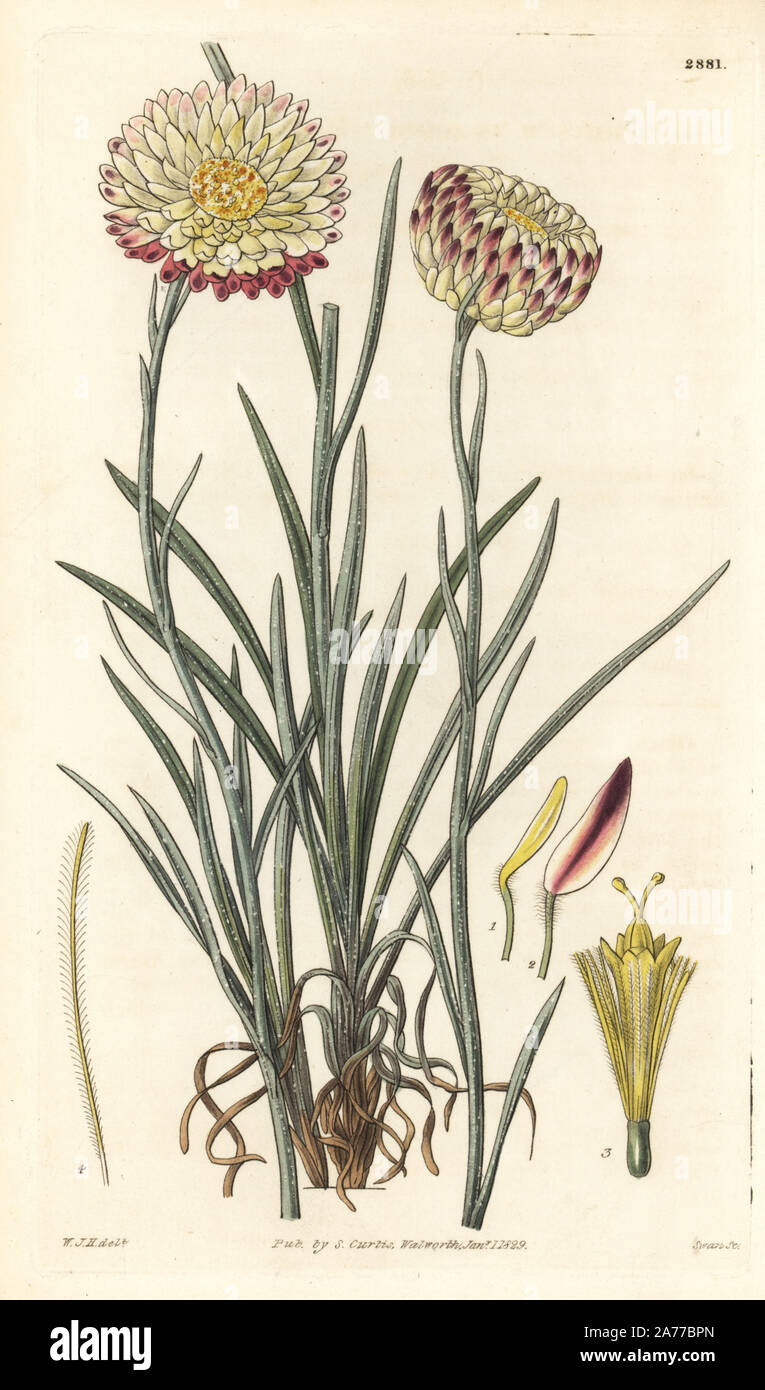 Anaphalis nepalensis (Hoary leaved elichrysum, Elichrysum incanum). Handcoloured copperplate engraving by Swan after an illustration by William Jackson Hooker from Samuel Curtis's 'Botanical Magazine,' London, 1829. Stock Photo