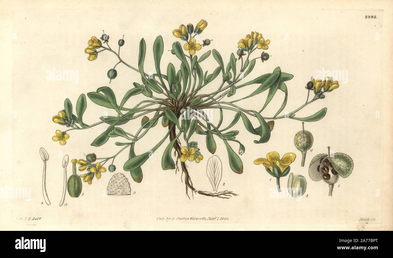 Physaria mendocina (Arctic vesicaria, Vesicaria arctica). Handcoloured copperplate engraving by Swan after an illustration by William Jackson Hooker from Samuel Curtis's 'Botanical Magazine,' London, 1829. Stock Photo
