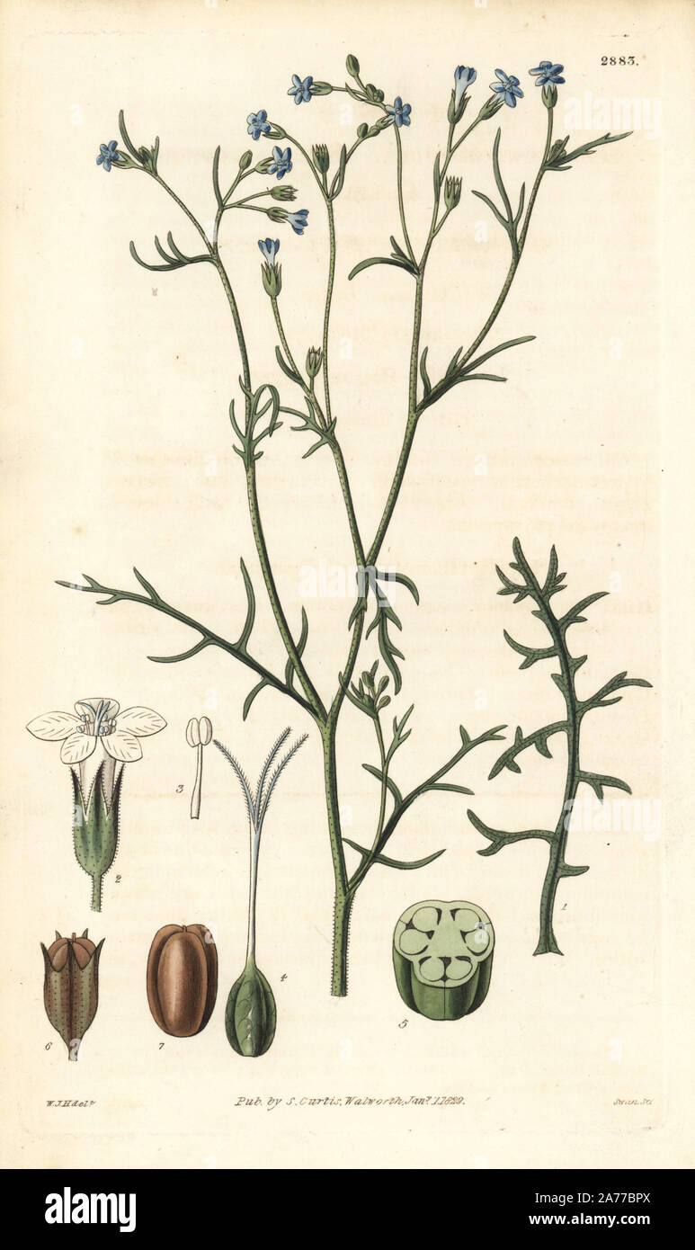 Shy gilia or small-flowered gilia, Gilia inconspicua. Handcoloured copperplate engraving by Swan after an illustration by William Jackson Hooker from Samuel Curtis's 'Botanical Magazine,' London, 1829. Stock Photo