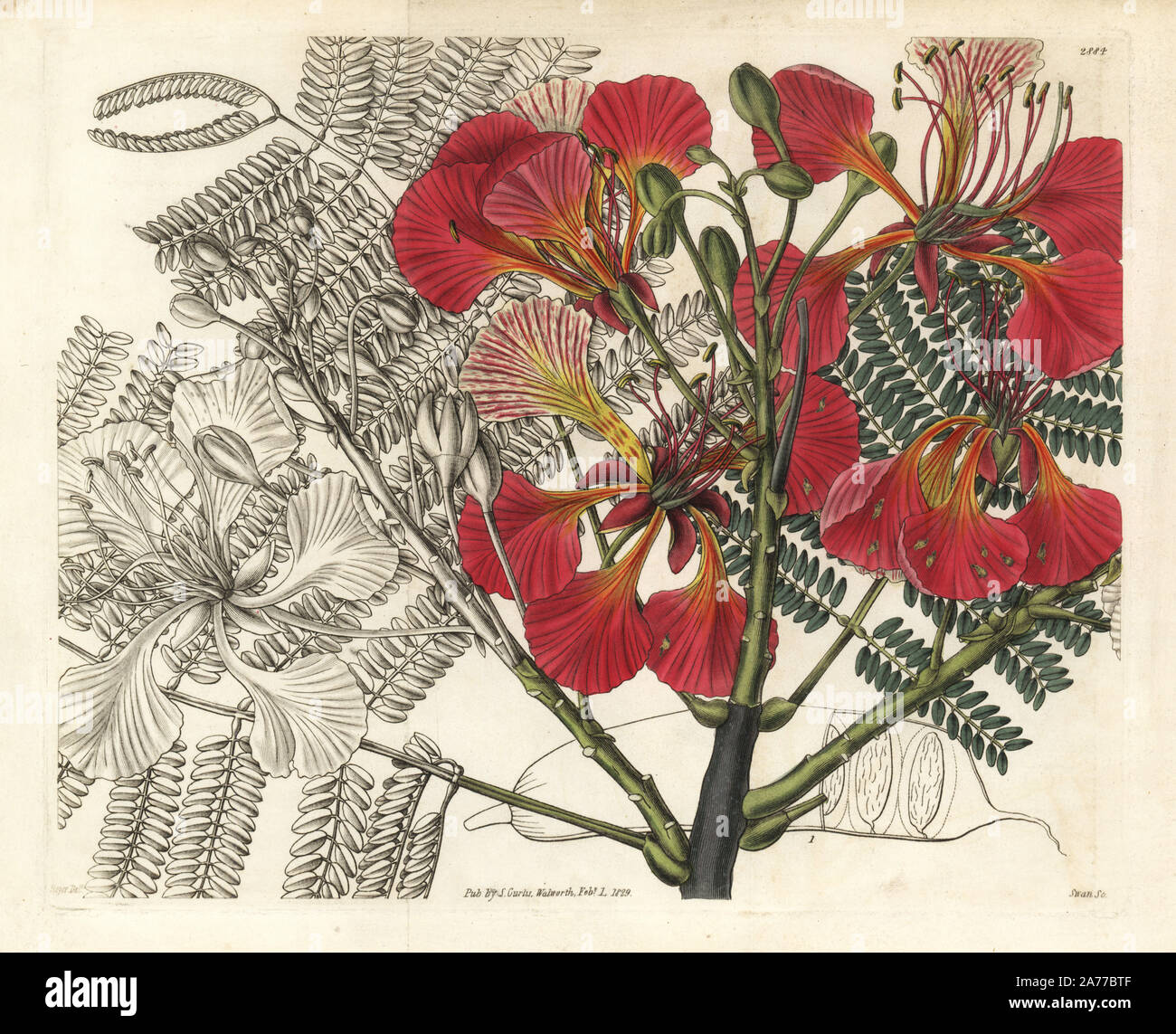 Royal poinciana, Delonix regia (Superb poinciana, Poinciana regia). Vulnerable. Handcoloured copperplate engraving by Weddell after an illustration by Bojer from Samuel Curtis's 'Botanical Magazine,' London, 1829. Stock Photo