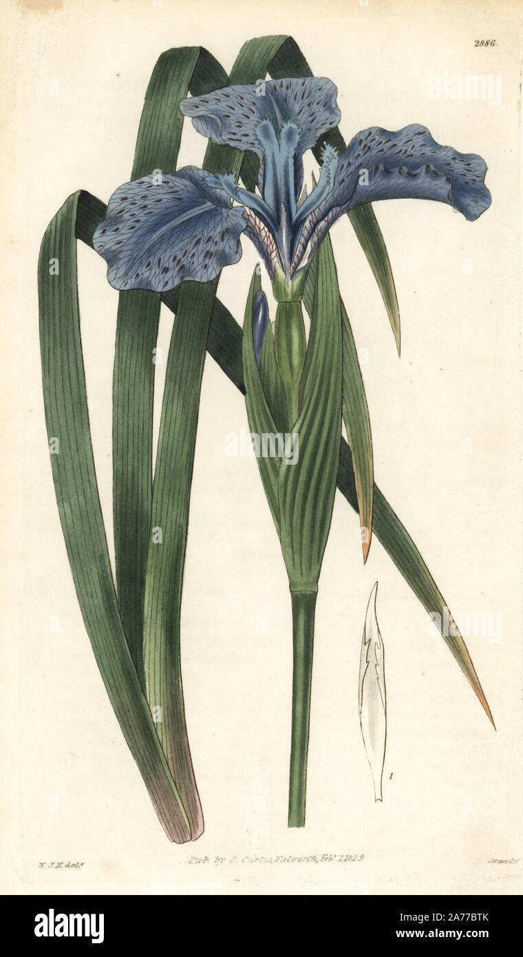 Hooker's blue flag, Iris hookeri (Three petaled iris, Iris tripetala). Handcoloured copperplate engraving by Swan after an illustration by William Jackson Hooker from Samuel Curtis's 'Botanical Magazine,' London, 1829. Stock Photo