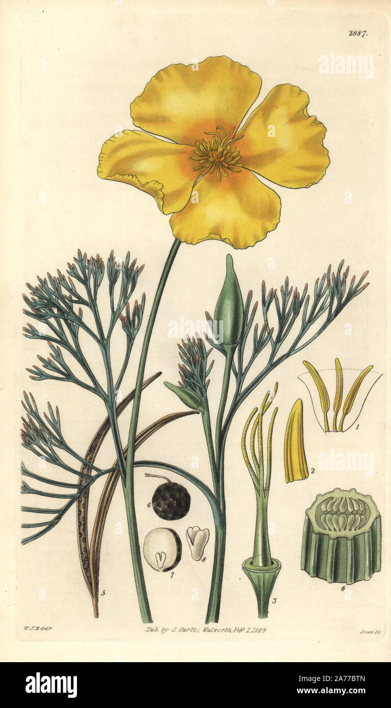 California Poppy Or Californian Eschscholzia Eschscholzia Californica Handcoloured Copperplate Engraving By Swan After An Illustration By William Jackson Hooker From Samuel Curtis S Botanical Magazine London 1829 Stock Photo Alamy