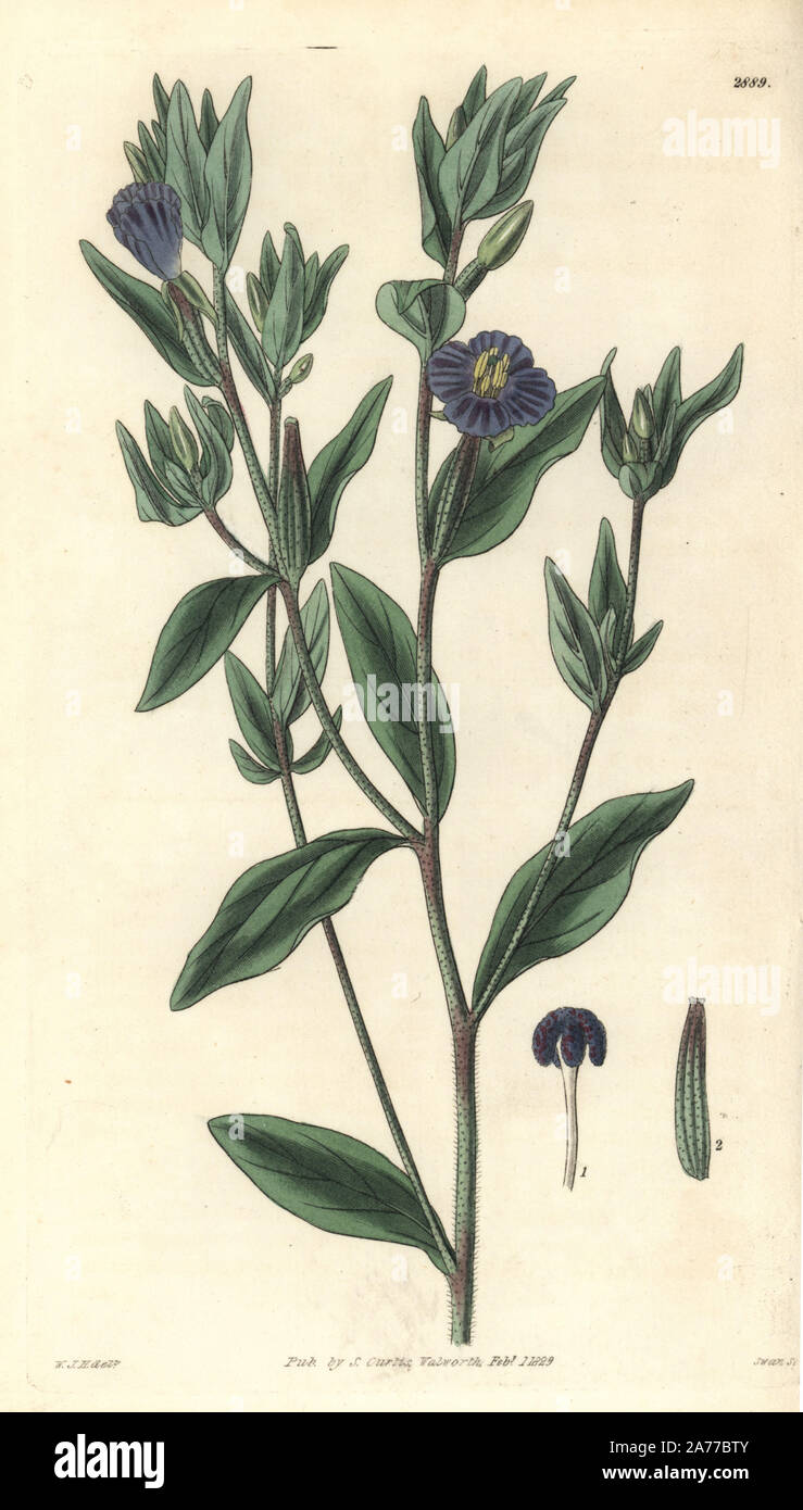 Winecup clarkia, Clarkia purpurea subsp. quadrivulnera (Decumbent small flowered evening primrose, Oenothera decumbens). Handcoloured copperplate engraving by Swan after an illustration by William Jackson Hooker from Samuel Curtis's 'Botanical Magazine,' London, 1829. Stock Photo