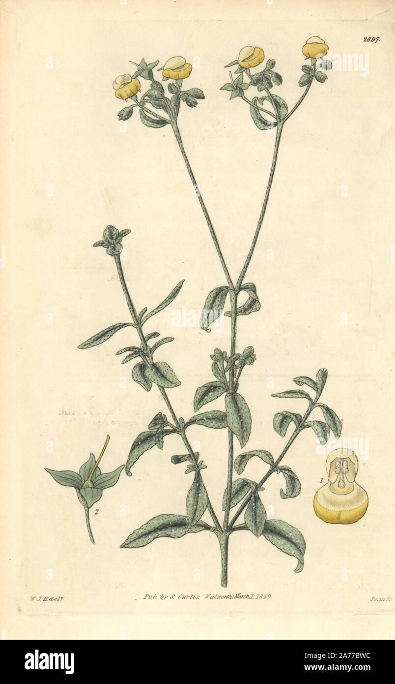 White leaved slipper wort, Calceolaria polifolia. Handcoloured copperplate engraving by Swan after an illustration by William Jackson Hooker from Samuel Curtis's 'Botanical Magazine,' London, 1829. Stock Photo