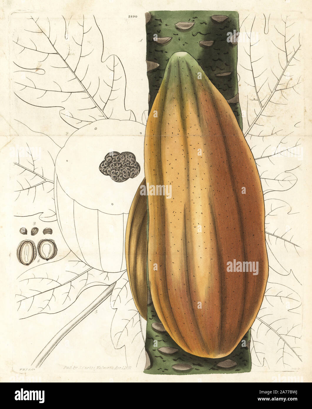 Papaw or papaya tree, Carica papaya, fruit on bough and section through fruit. Handcoloured copperplate engraving by Swan after an illustration by William Jackson Hooker from Samuel Curtis's 'Botanical Magazine,' London, 1829. Stock Photo