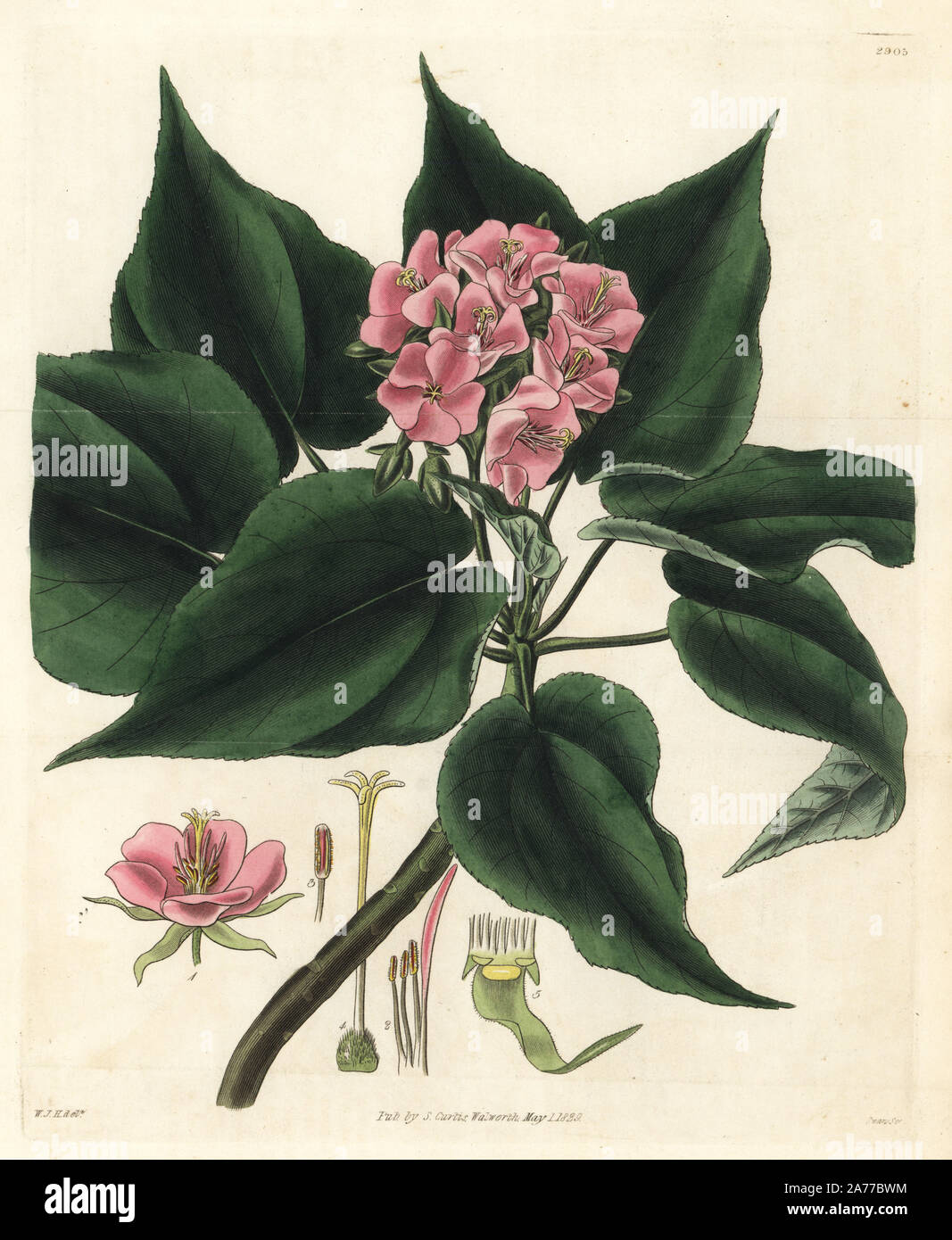 Bois bete or mahot tantan, Dombeya acutangula. Critically endangered. (Angle leaved dombeya, Dombeya angulata). Handcoloured copperplate engraving by Swan after an illustration by William Jackson Hooker from Samuel Curtis's 'Botanical Magazine,' London, 1829. Stock Photo