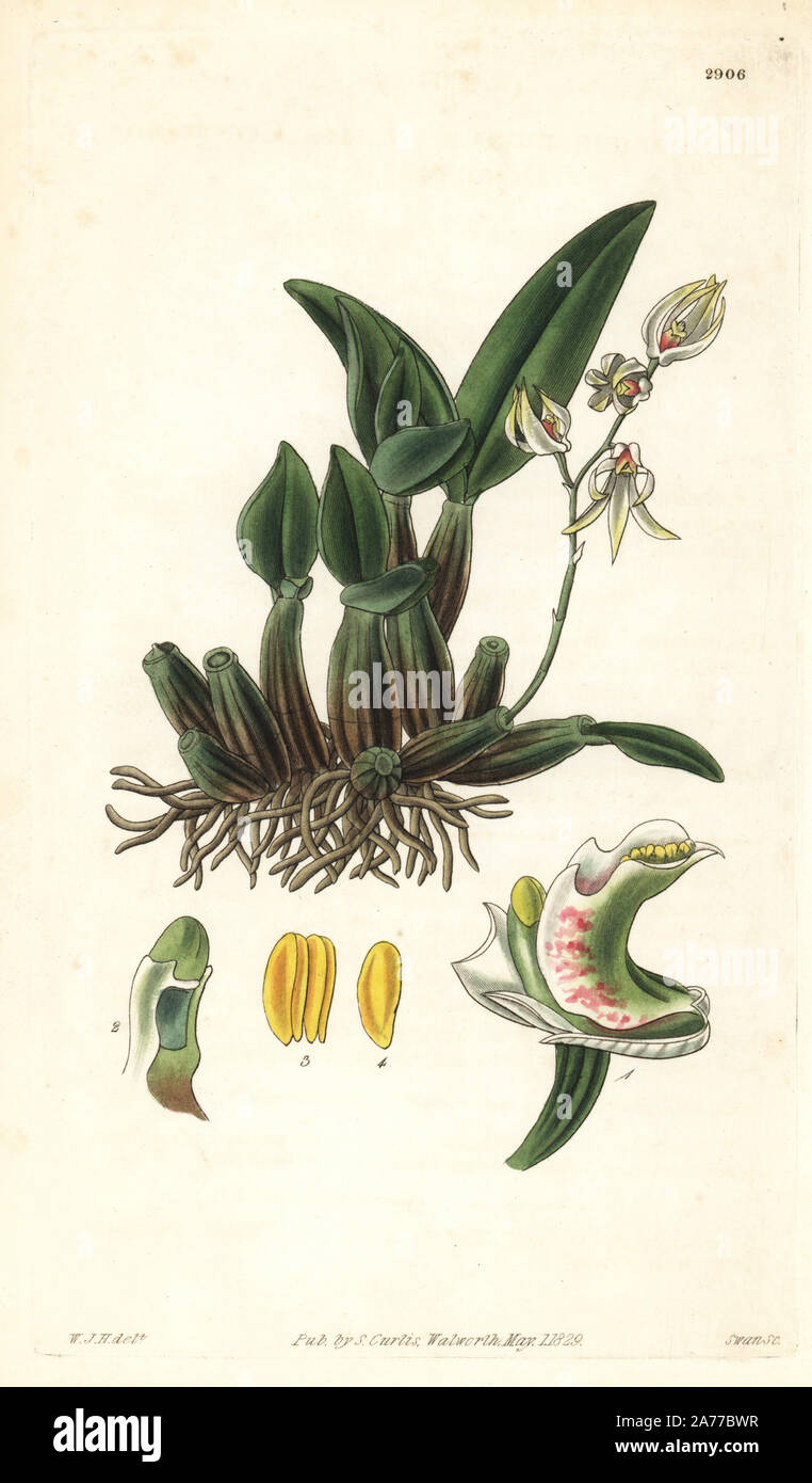 Ironbark orchid or white feather orchid, Dendrobium aemulum. Native to Australia. Handcoloured copperplate engraving by Swan after an illustration by William Jackson Hooker from Samuel Curtis's 'Botanical Magazine,' London, 1829. Stock Photo