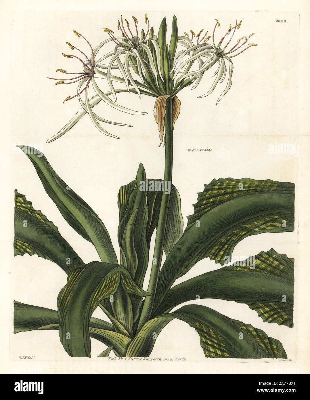 Giant crinum lily, Crinum asiaticum (Plaited leaved crinum, Crinum plicatum). Handcoloured copperplate engraving by Swan after an illustration by William Jackson Hooker from Samuel Curtis's 'Botanical Magazine,' London, 1829. Stock Photo