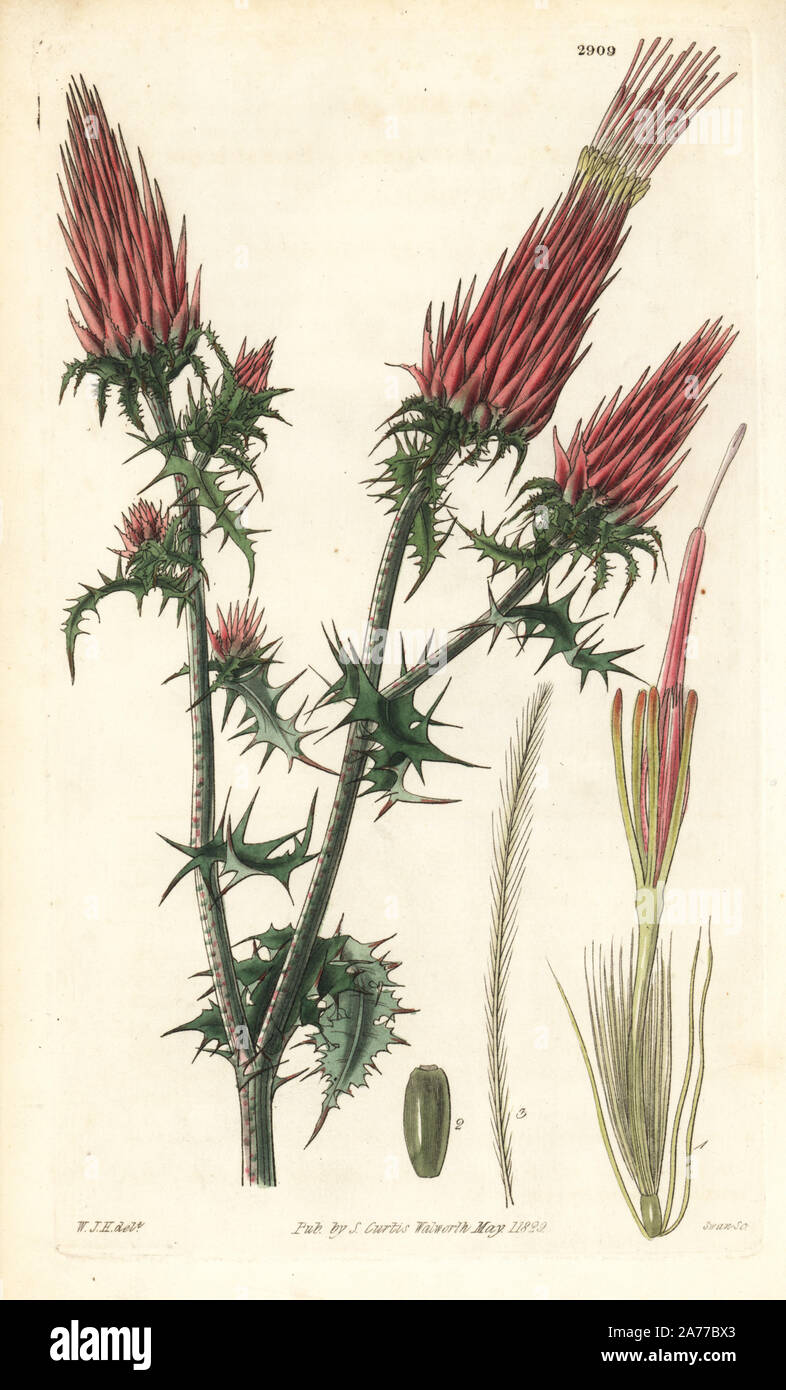 Scarlet thistle, Cirsium conspicuum (Conspicuous erythrolaena, Erythrolaena conspicua), native to Mexico. Handcoloured copperplate engraving by Swan after an illustration by William Jackson Hooker from Samuel Curtis's 'Botanical Magazine,' London, 1829. Stock Photo