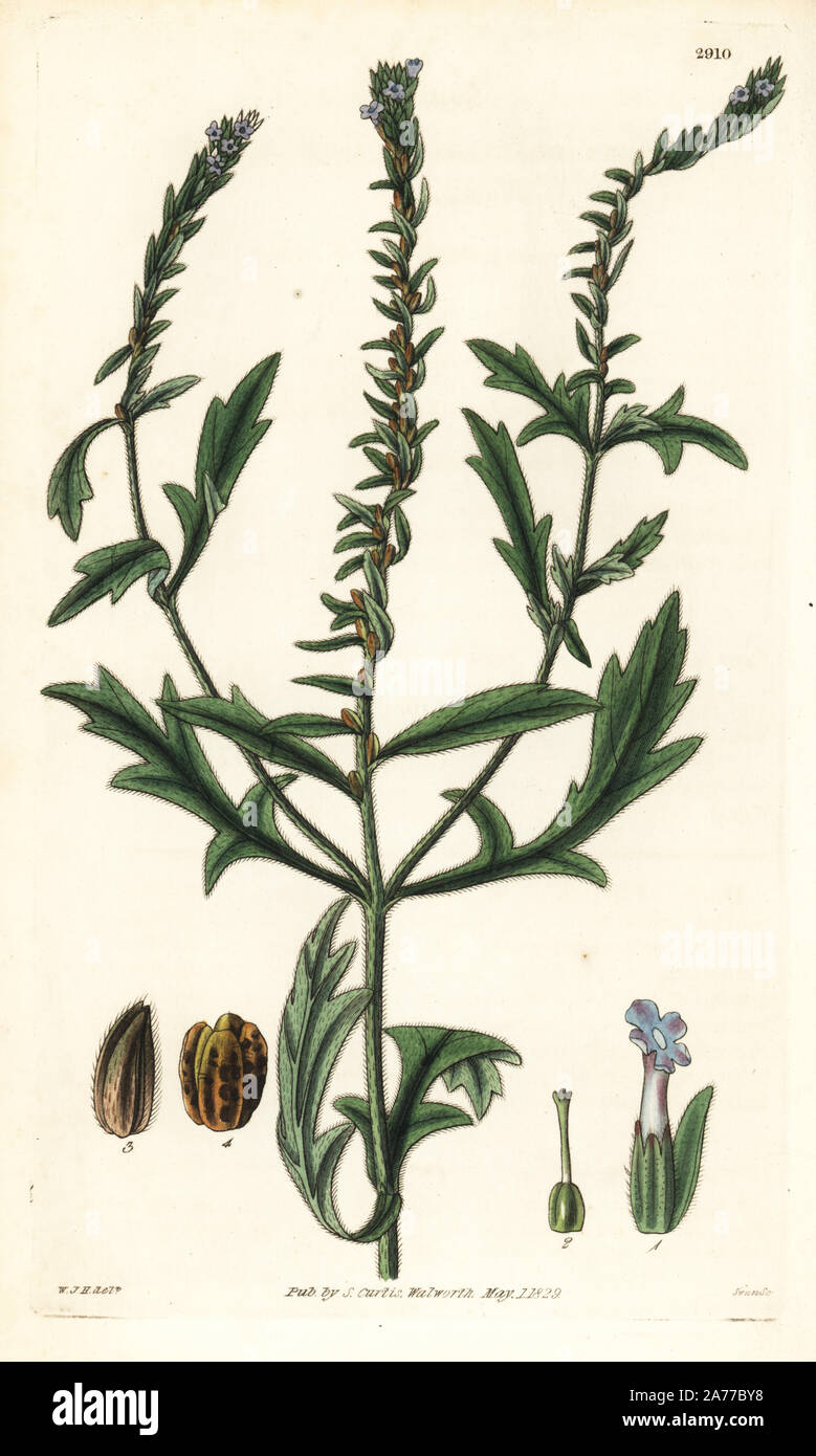 Bracteated verbena, Verbena bracteata. Handcoloured copperplate engraving by Swan after an illustration by William Jackson Hooker from Samuel Curtis's "Botanical Magazine," London, 1829. Stock Photo