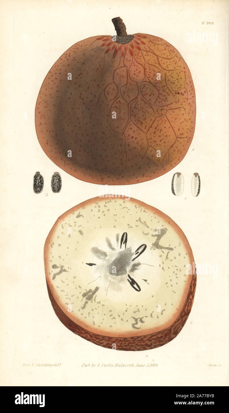 Netted custard apple, Annona reticulata, fruit and section. Handcoloured copperplate engraving by Swan after an illustration by Rev. L. Guilding from Samuel Curtis's 'Botanical Magazine,' London, 1829. Stock Photo