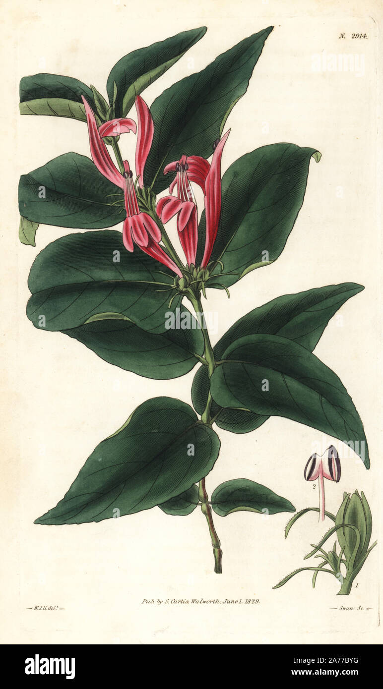 Justicia brasiliana (Swoln-jointed justicia, Justicia nodosa). Handcoloured copperplate engraving by Swan after an illustration by William Jackson Hooker from Samuel Curtis's 'Botanical Magazine,' London, 1829. Stock Photo