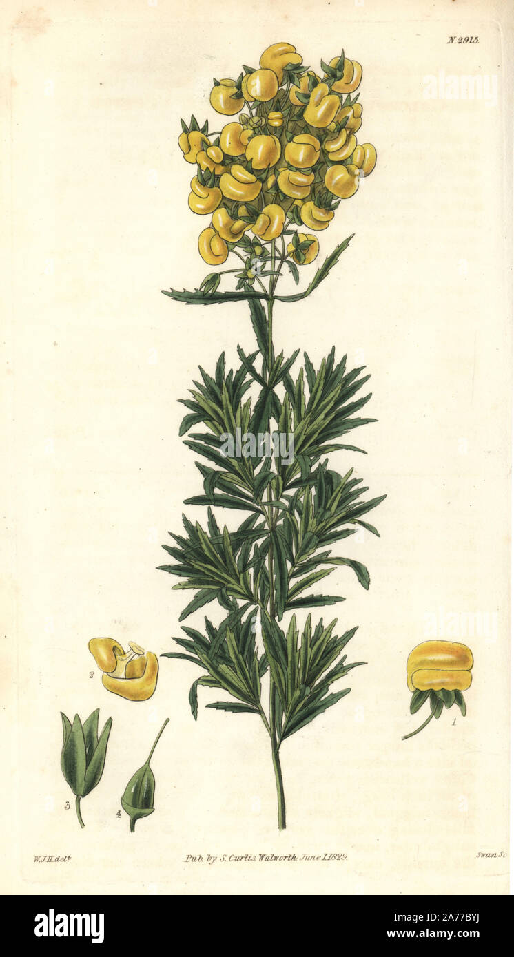 Tufted slipperwort, Calceolaria thyrsiflora. Handcoloured copperplate engraving by Swan after an illustration by William Jackson Hooker from Samuel Curtis's 'Botanical Magazine,' London, 1829. Stock Photo