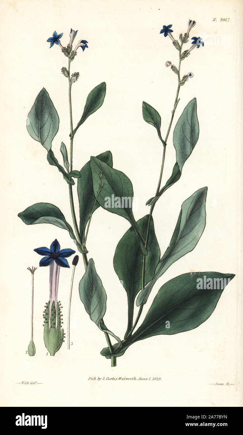 Rhomboid-leaved leadwort, Plumbago rhomboidea. Handcoloured copperplate engraving by Swan after an illustration by William Jackson Hooker from Samuel Curtis's 'Botanical Magazine,' London, 1829. Stock Photo