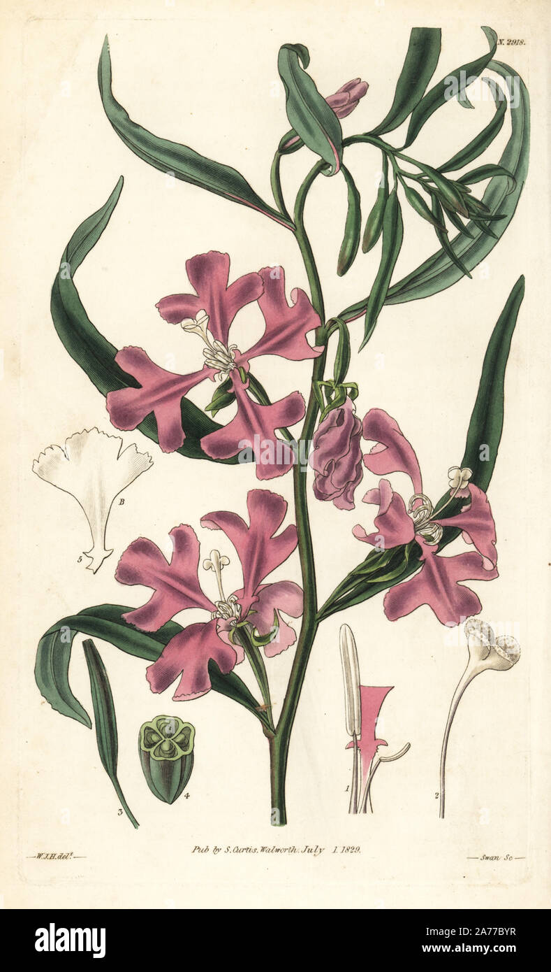 Pinkfairies, ragged robin, or beautiful clarkia, Clarkia puchella. Handcoloured copperplate engraving by Swan after an illustration by William Jackson Hooker from Samuel Curtis's 'Botanical Magazine,' London, 1829. Stock Photo