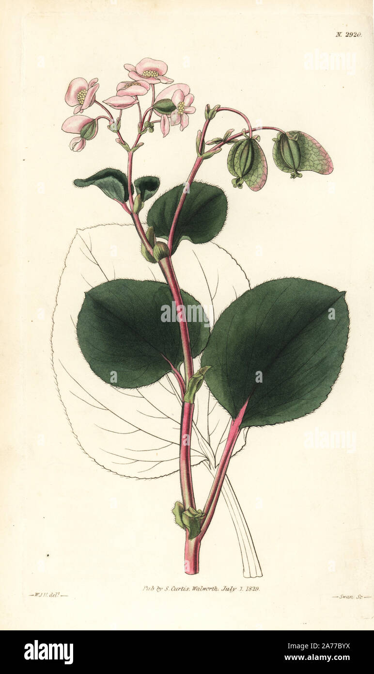 Wax begonia, Begonia cucullata (Free-flowering begonia, Begonia semperflorens). Handcoloured copperplate engraving by Swan after an illustration by William Jackson Hooker from Samuel Curtis's 'Botanical Magazine,' London, 1829. Stock Photo