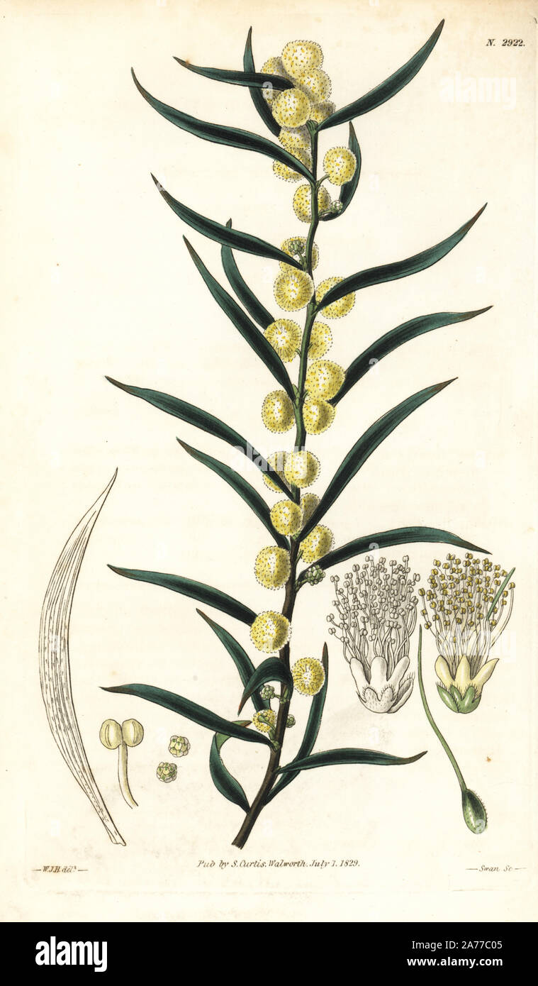 Hairy wattle or woolly-podded acacia, Acacia lanigera, native to Australia. Handcoloured copperplate engraving by Swan after an illustration by William Jackson Hooker from Samuel Curtis's 'Botanical Magazine,' London, 1829. Stock Photo